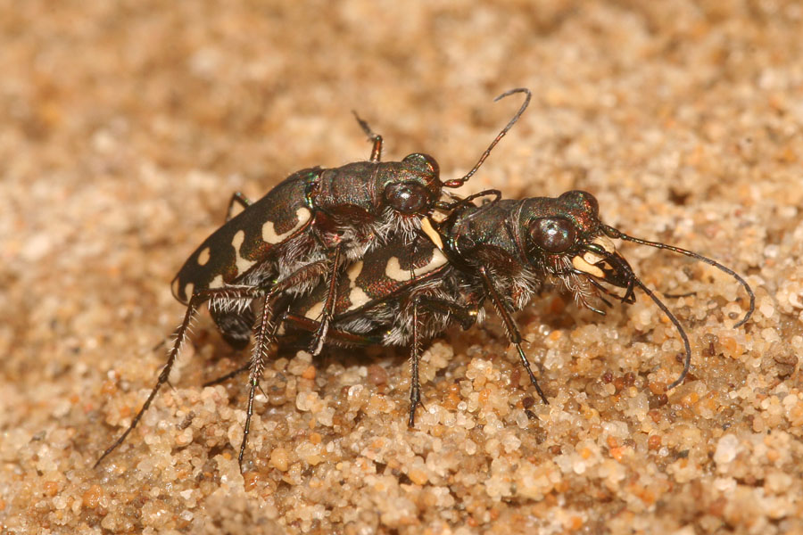 Lophyridia littoralis nemoralis a Torre Salsa (AG)